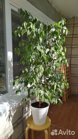 Фикус Бенджамина. Высотой 120 и 150см