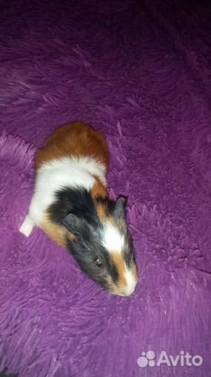 Морская свинка