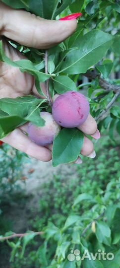 Красная/жёлтая слива саженцы