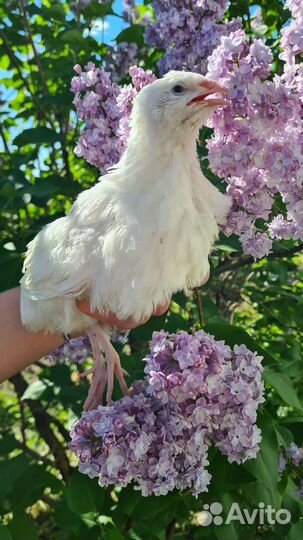 Ия перепелов