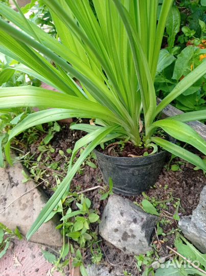 Лилейник, аквилегия