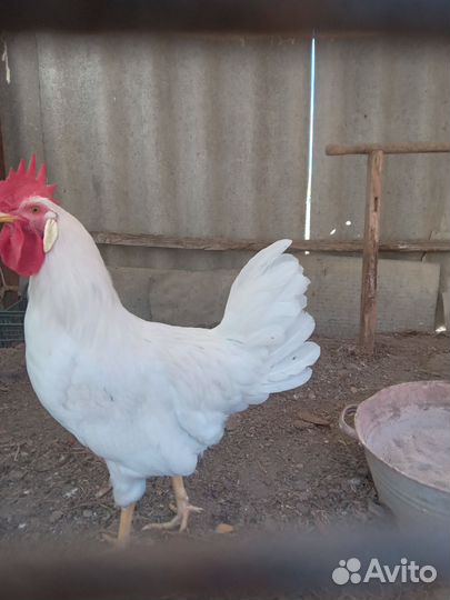 Петухи и курочки