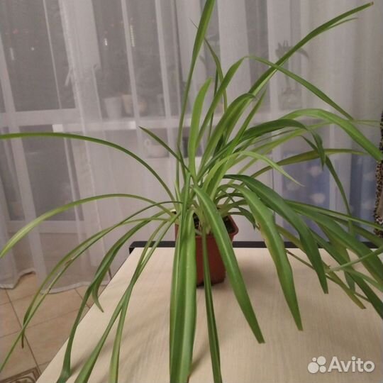 Хлорофитум