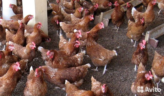 Куры Хайсекс Браун и Ломан Браун крупное яйцо