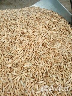 Овес, пшеница