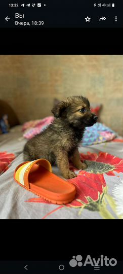 Щенок девочка