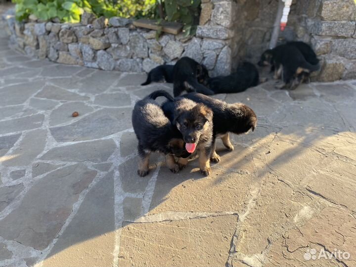 Щенки немецкой овчарки