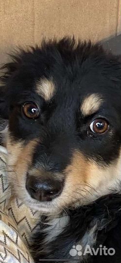 Щенок в добрые руки