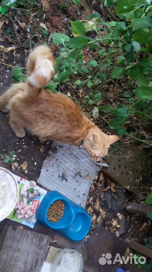 Кошка и 2котенка в дар бесплатно