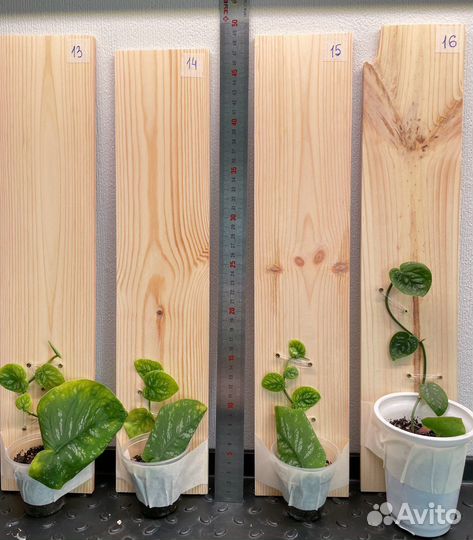 Монстера Дубиа