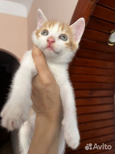 Котенок Рыжик в самые добрые руки