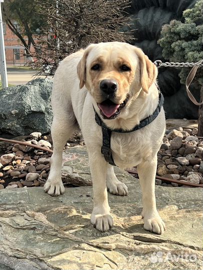 Вязка лабрадор девочка