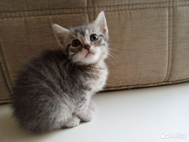 Шотландская кошечка