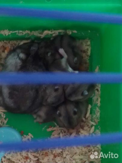 Джунгарский хомяк