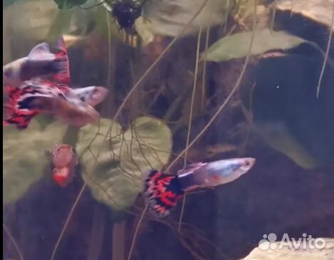 Гуппи гвоздика и лирохвостые, улитки Хелена