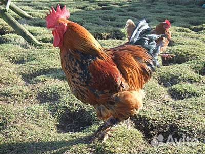 Петух брама