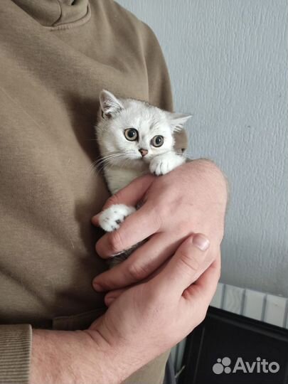 Серебристые шиншиллы