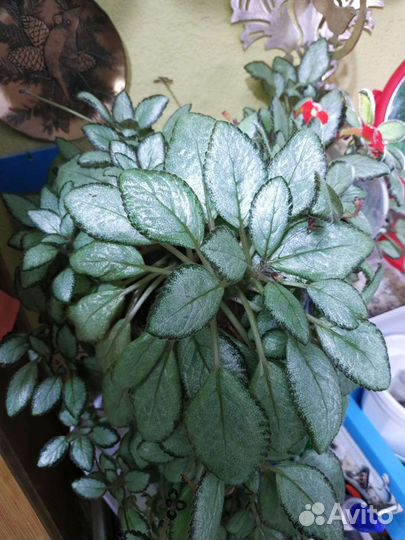 Традесканция силламонтана, эписция, эпипремнум,др