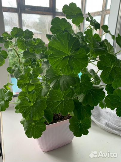 Герань пеларгония