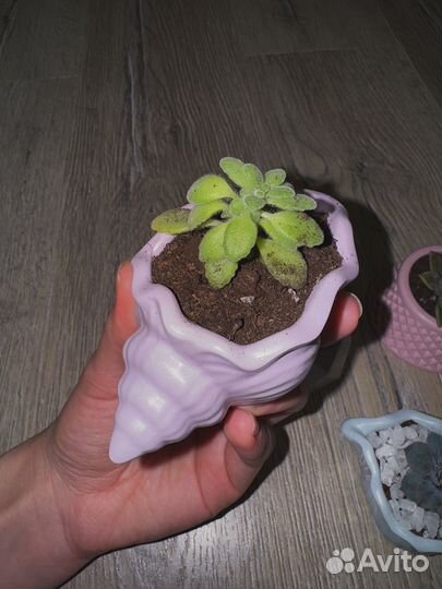 Суккуленты в горшочках