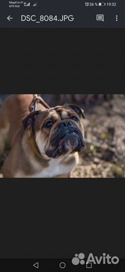 Английский бульдог вязка