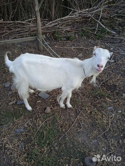 Продаются козы