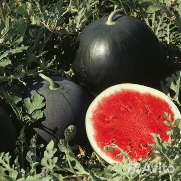 Семена арбуза Ред Стар F1 Red Star 1000c Basf