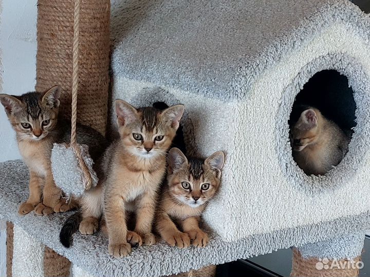 Котята пантерки