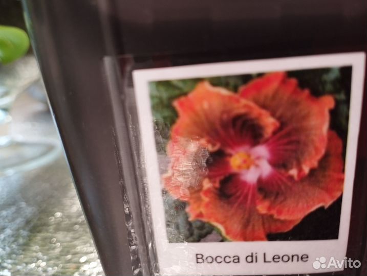 Гибискус сортовой