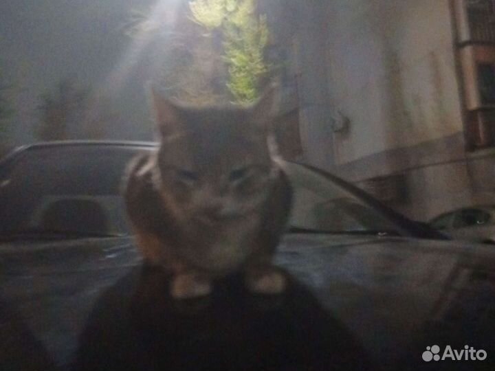 Кошка