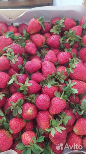 Малина +Клубника