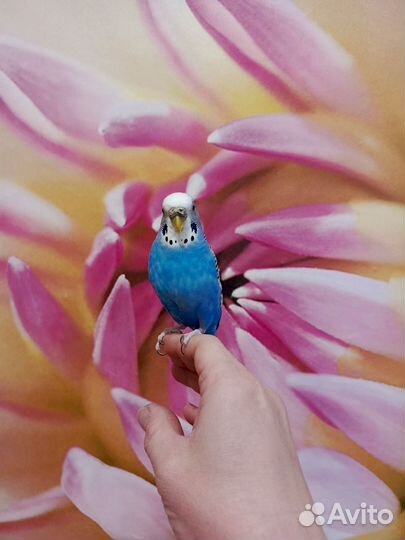 Волнистый попугай с клеткой