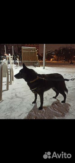 Талантливой Мухе одиноко в приюте