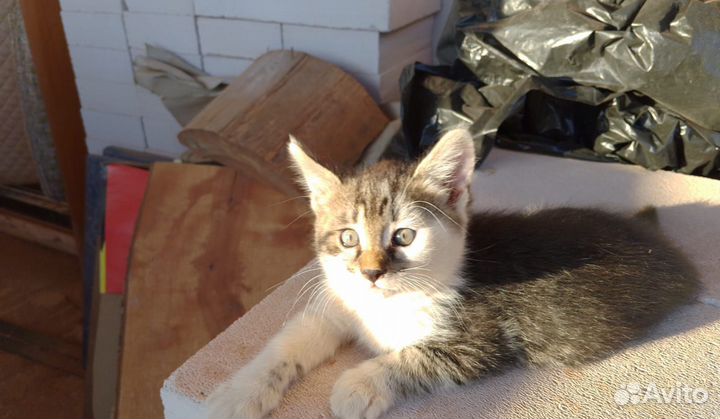 Котёнок 2 месяца