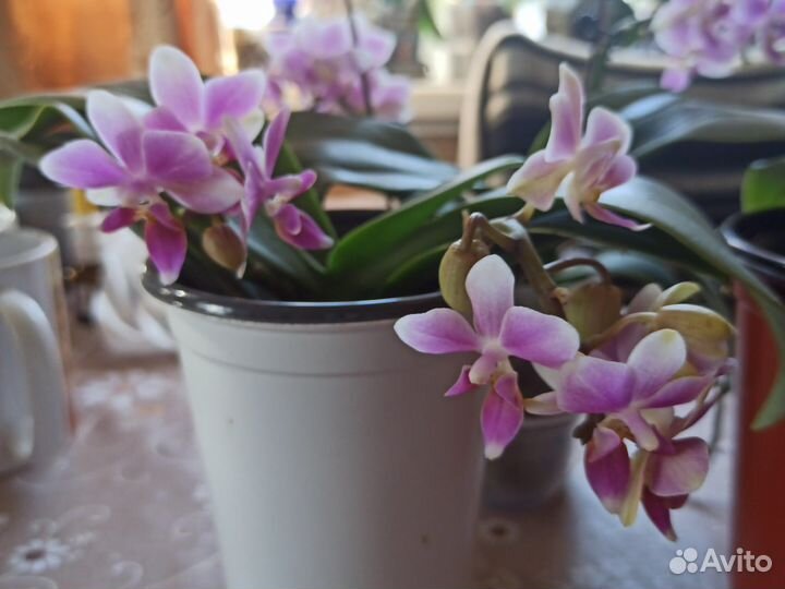 Орхидея фаленопсис