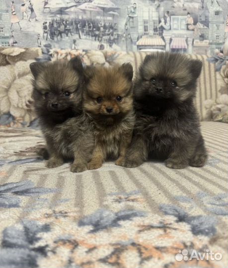 Щенки шпица