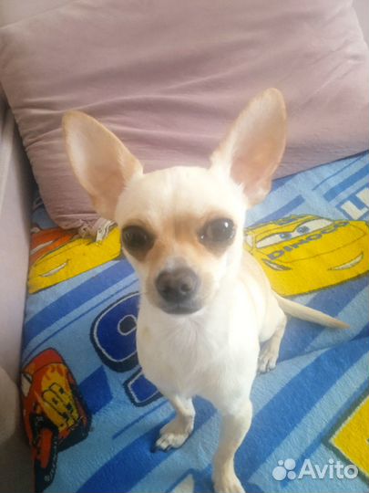 Чихуахуа мини вязка