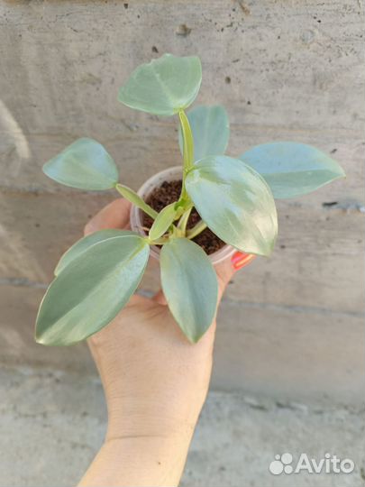 Филодендрон