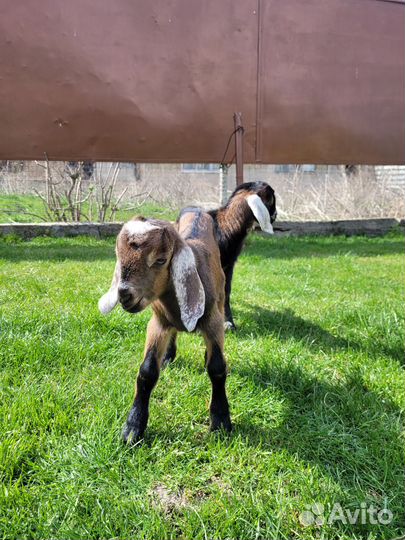 Козлята нубийские