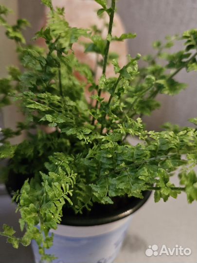 Папоротник