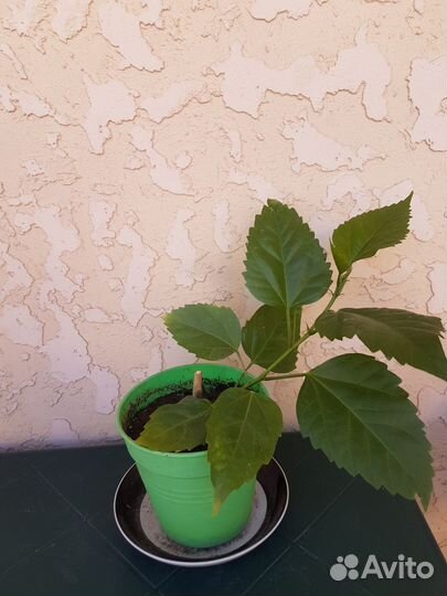 Гибискус китайская роза