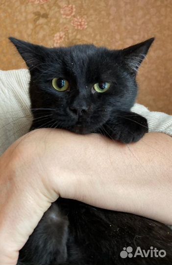 Коты