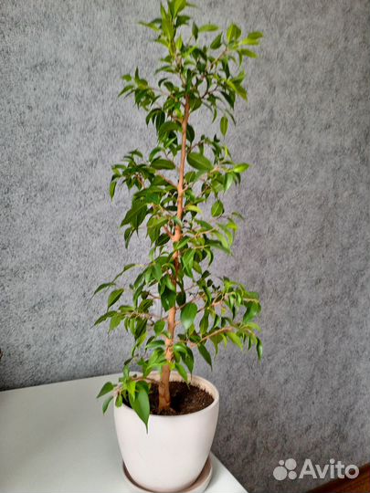 Фикус мелколистный