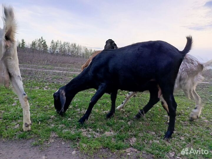 Продаются козы и телочка джерсейка