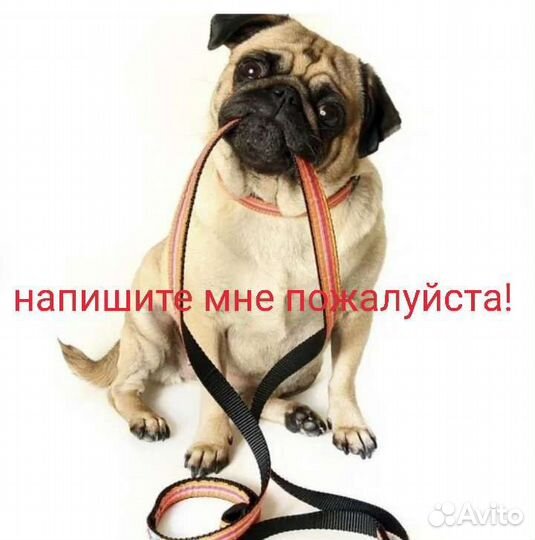 Выгул собак