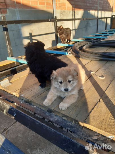 Щенок в добрые руки мальчик