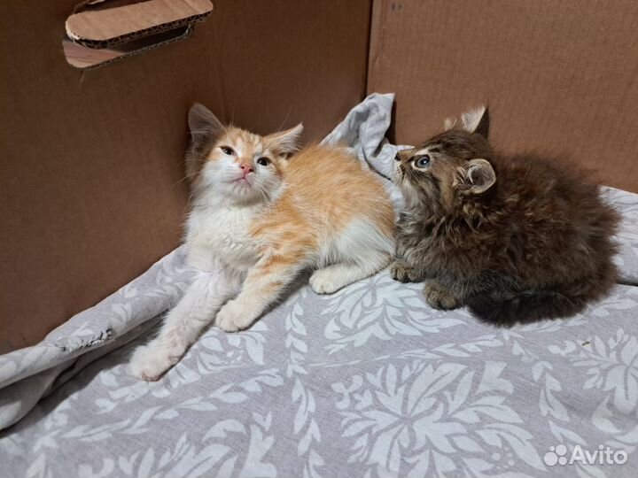 Кошки