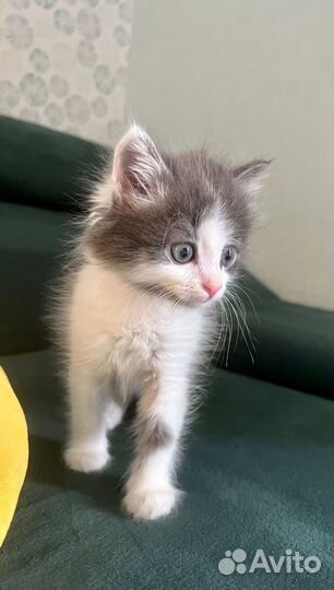 Котик котенок