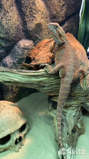 Бородатая агама