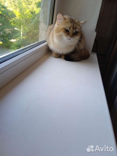 Британская золотая шиншила